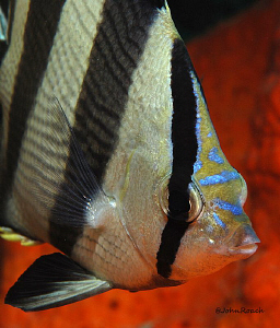 Banded Butterflyfish...Chaetodon Striatus.  Carl Linnaeus... by John Roach 